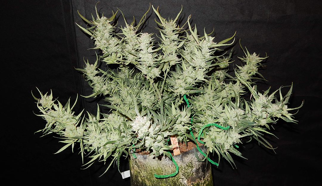 west-coast-og-kush-fast-buds.jpg Fast Buds' West Coast OG Kush Autoflower