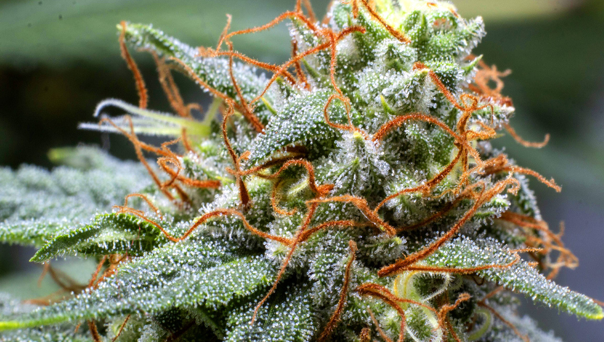 Cannabis genetics