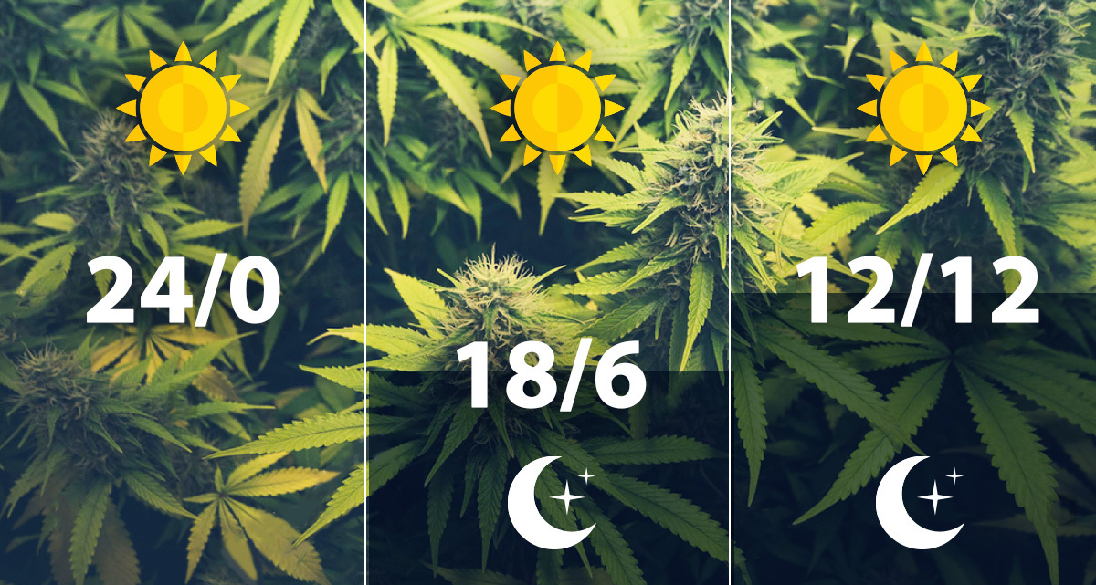 How Tall Do Autoflowers Get? Fast Buds