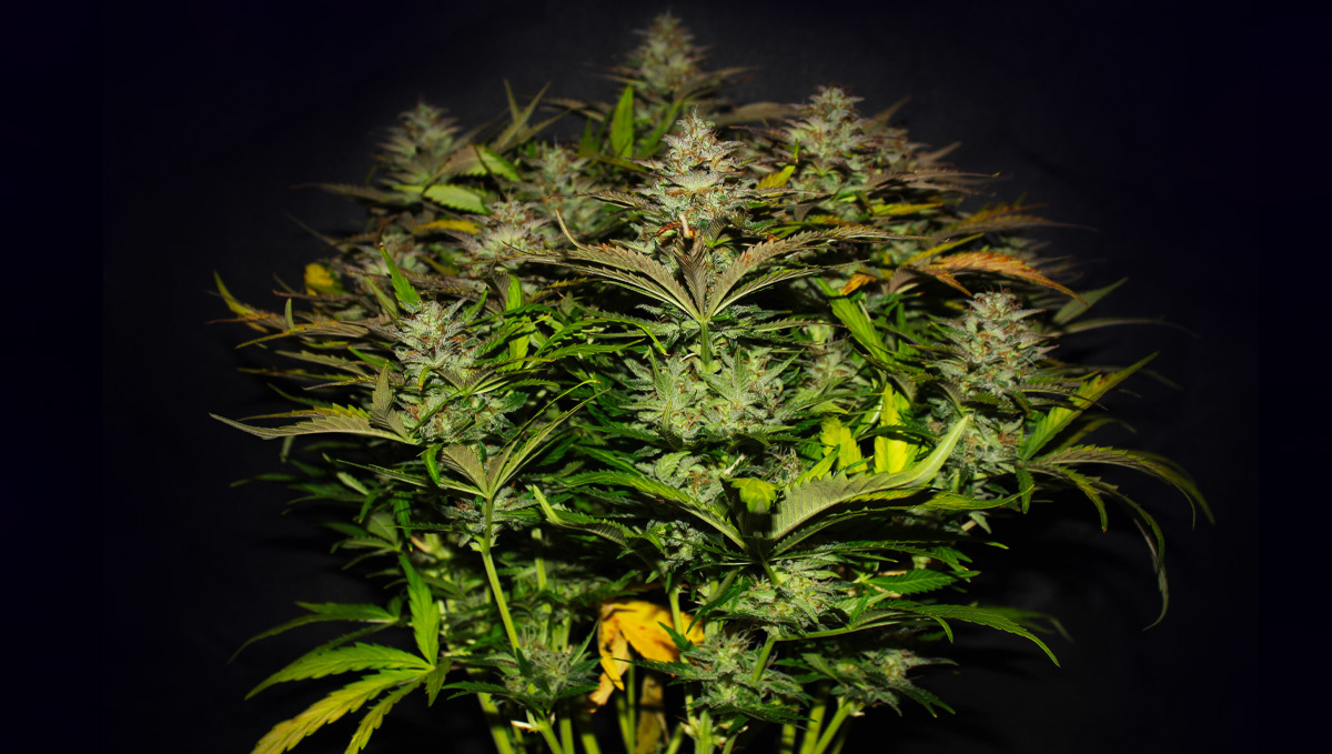 Original auto cheese