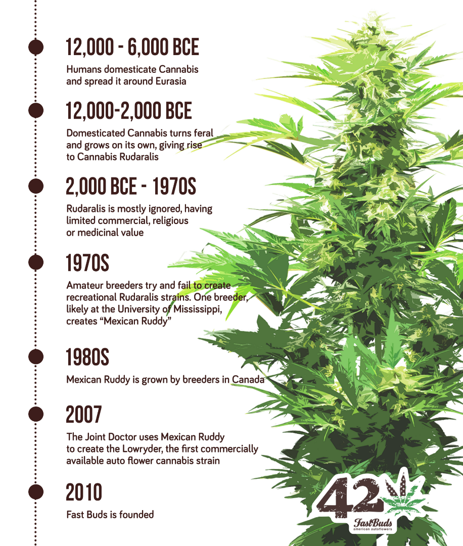 history-autoflowering-cannabis.png A timeline describing the history of autoflowering cannabis