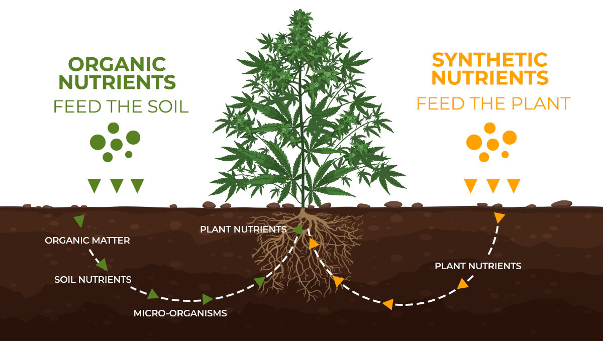 Basics of growing autos in soil: organic vs synthetic Basics of growing autos in soil: organic vs synthetic