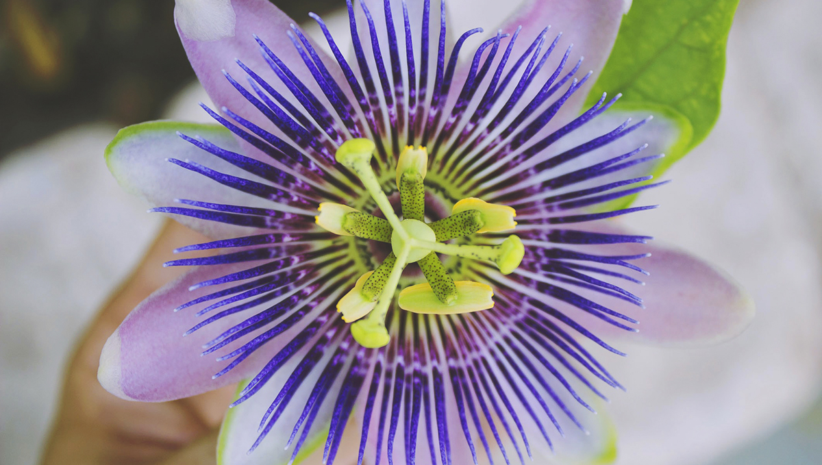 Passionflower is a unique flower that'll add an eathy flavor to your weed blend joint. Passionflower is a unique flower that'll add an eathy flavor to your weed blend joint.