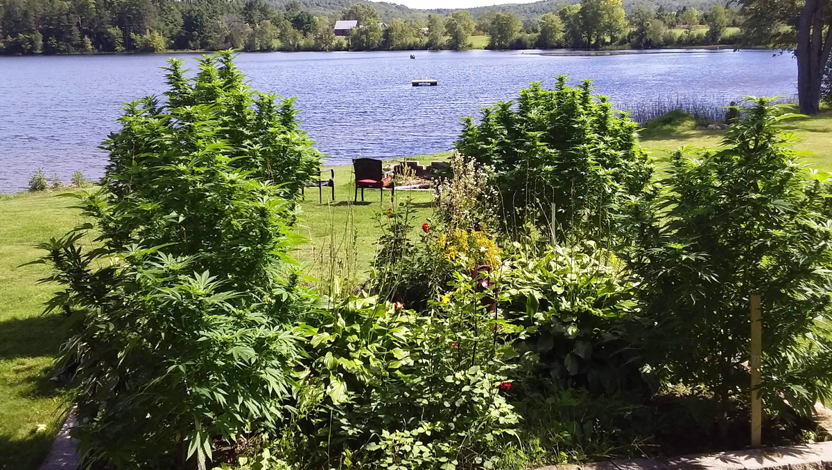 @Gmslave garden from GrowDiaries The important of space