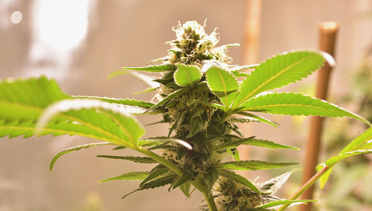 Check for the weather, summertime is the best time to grow your cannabis plants. Check for the weather, summertime is the best time to grow your cannabis plants.