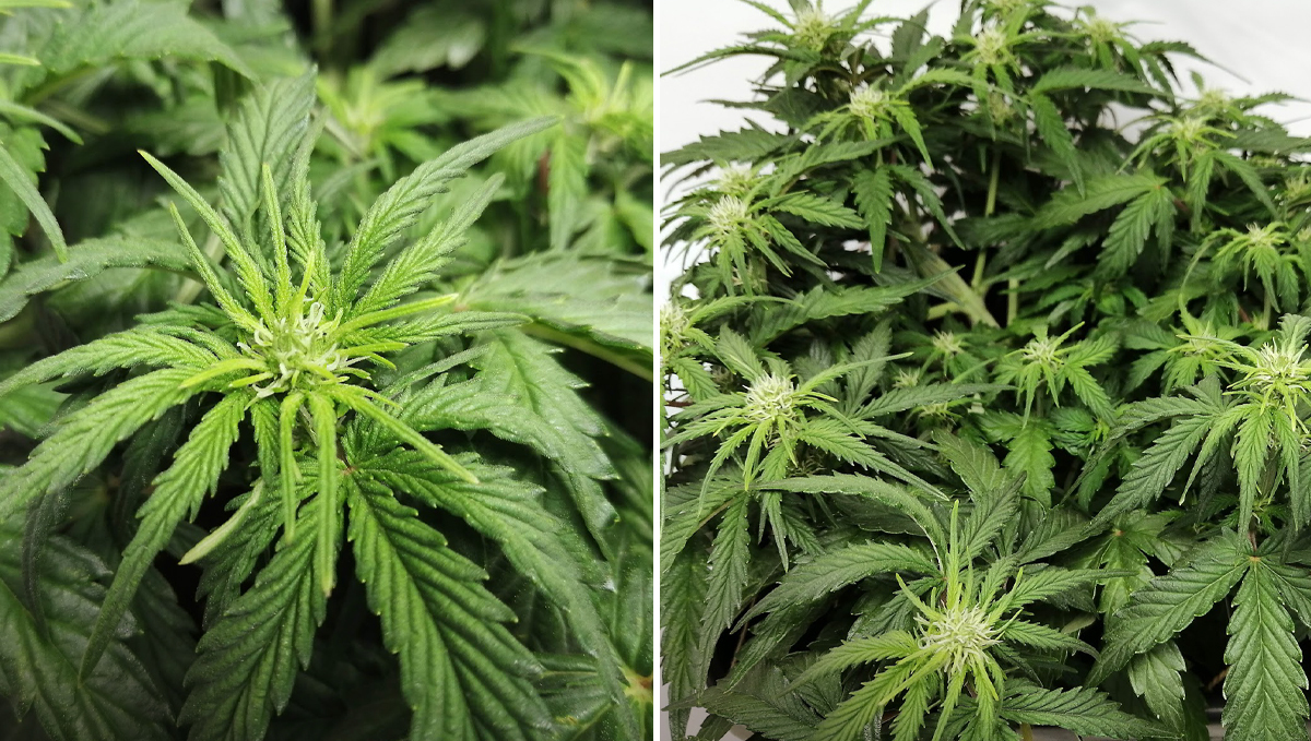 Amnesia Haze Auto: week 4 Amnesia Haze Auto: week 4