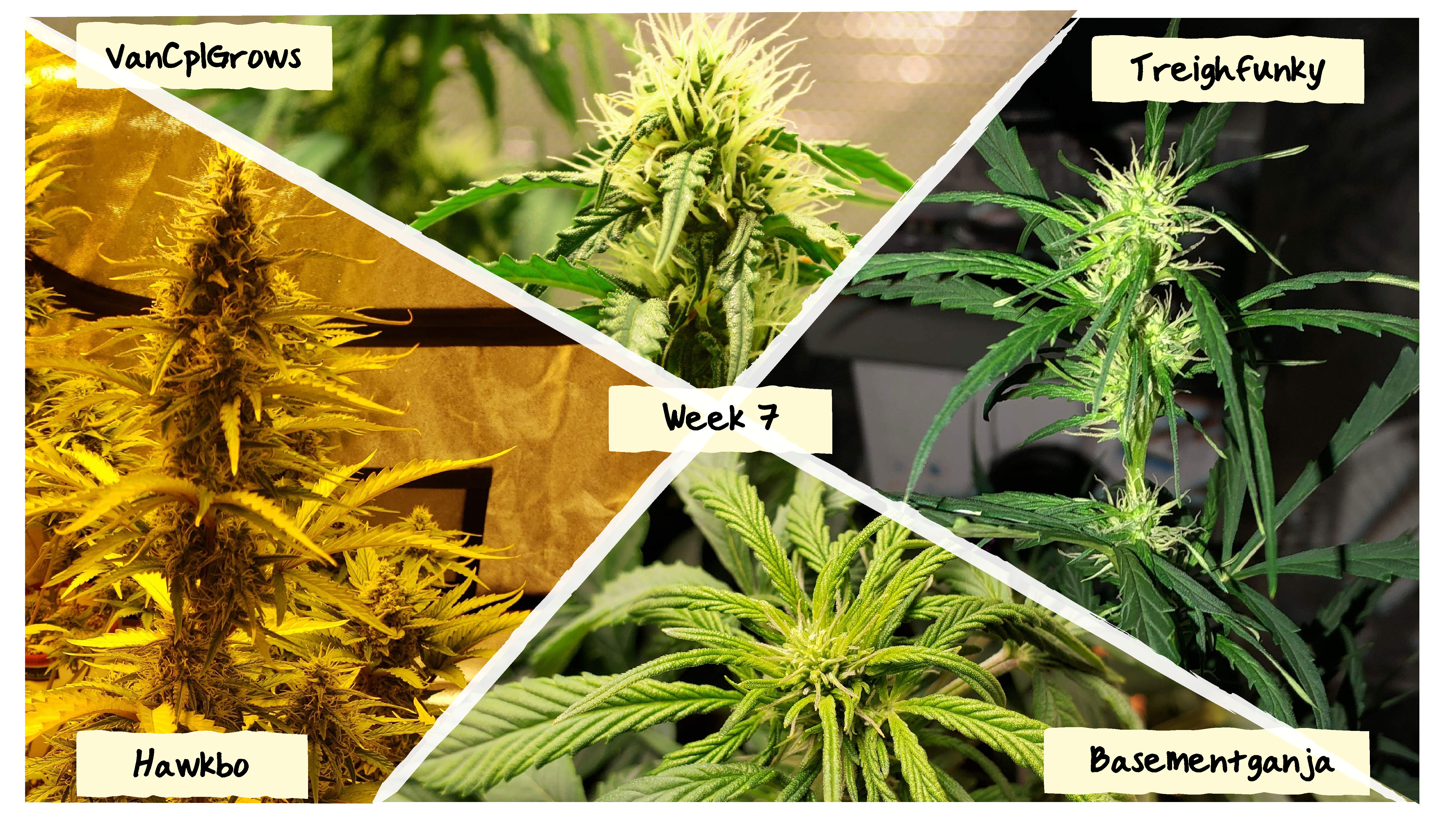 Week 7 Grow Progress Week 7 Grow Progress