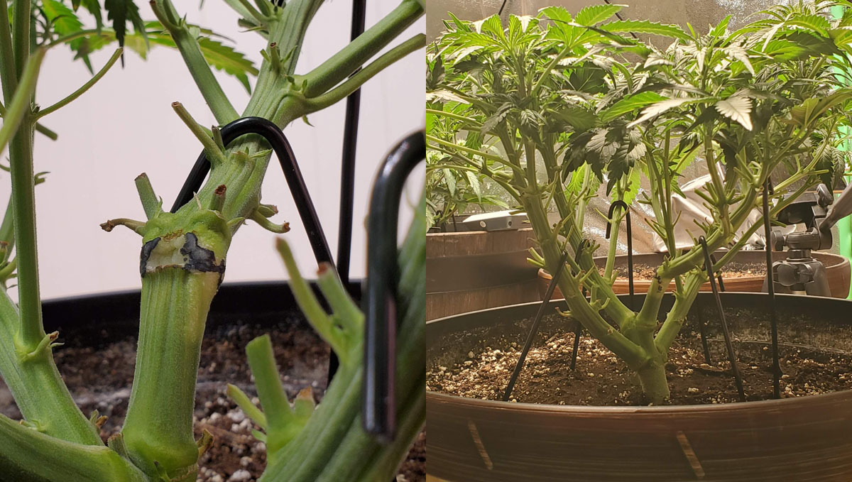 lollipopping Wedding Cheesecake Auto lollipopping Wedding Cheesecake Auto