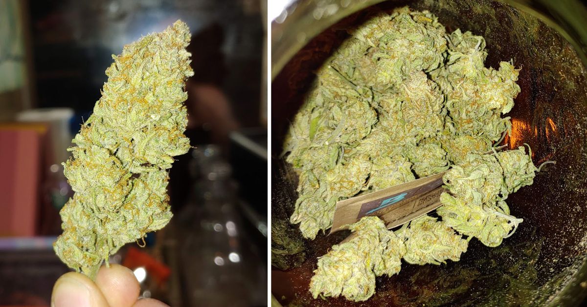 White Widow Auto guide: harvest White Widow Auto guide: harvest