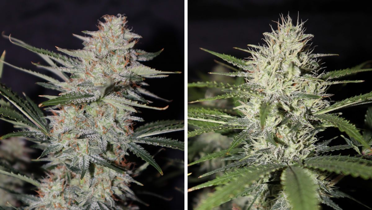 Orange Sherbet Auto Cannabis Strain Week-by-Week Guide: A beautiful marijuana bud ready for harvest and a less mature one Orange Sherbet Auto Cannabis Strain Week-by-Week Guide: A beautiful marijuana bud ready for harvest and a less mature one