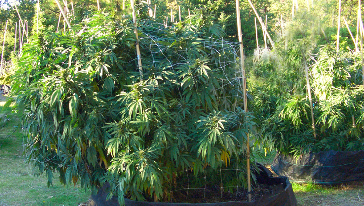 Bamboo stakes supporting cannabis