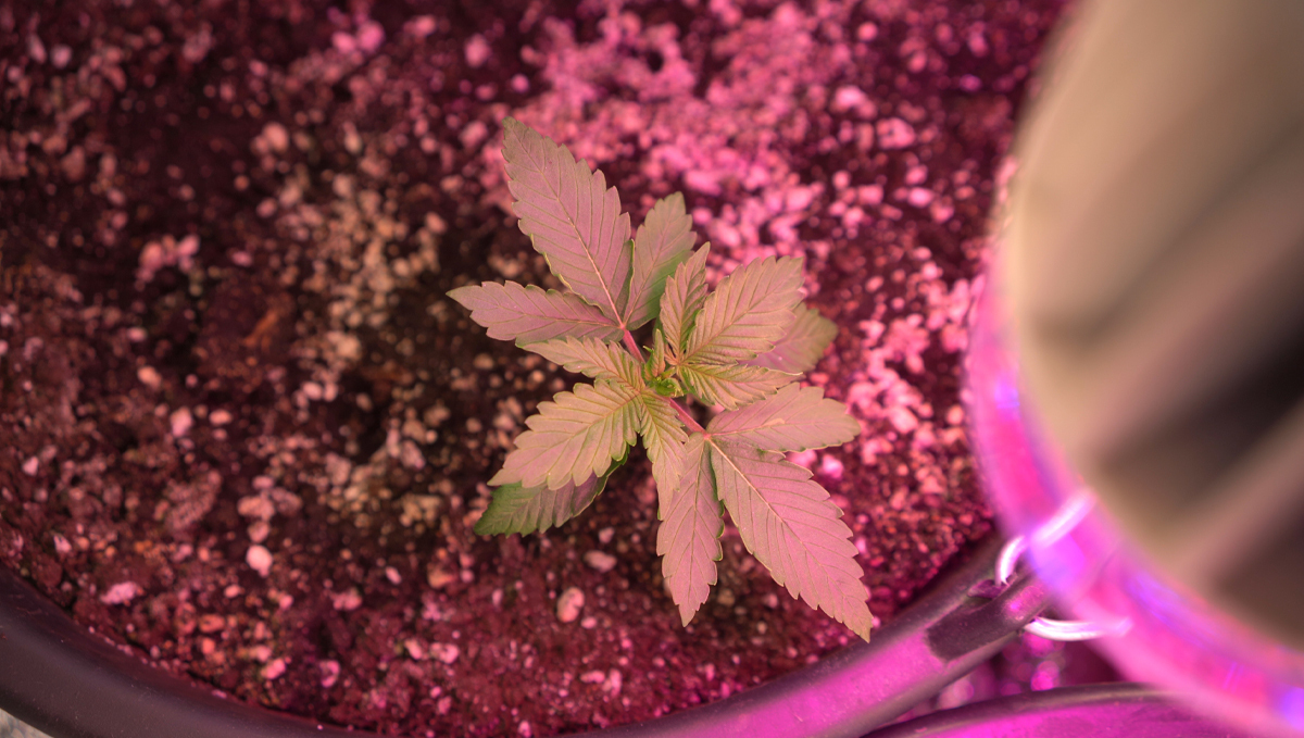Grow Autoflowers with LEDs: disadvantages Grow Autoflowers with LEDs: disadvantages