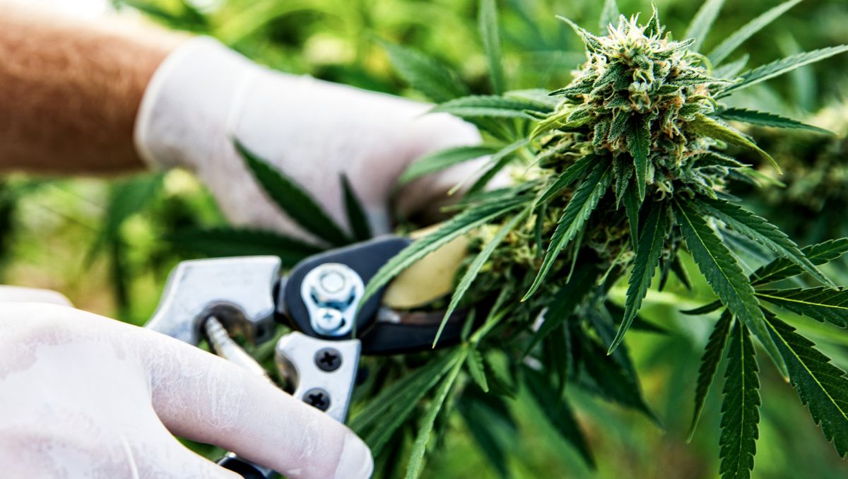 Jak dlouho trvá samonakvétání od výsevu po sklizeň: jak dlouho to trvá? Jak dlouho trvá samonakvétání od výsevu po sklizeň: jak dlouho to trvá?