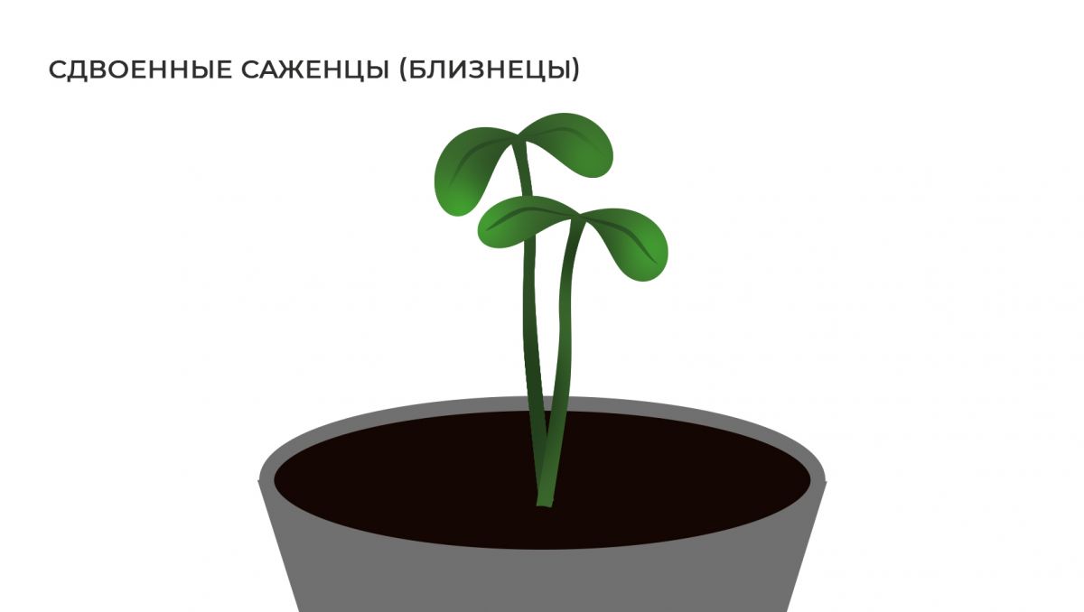 4 (2).jpg Распространенные мутации: сдвоенные саженцы