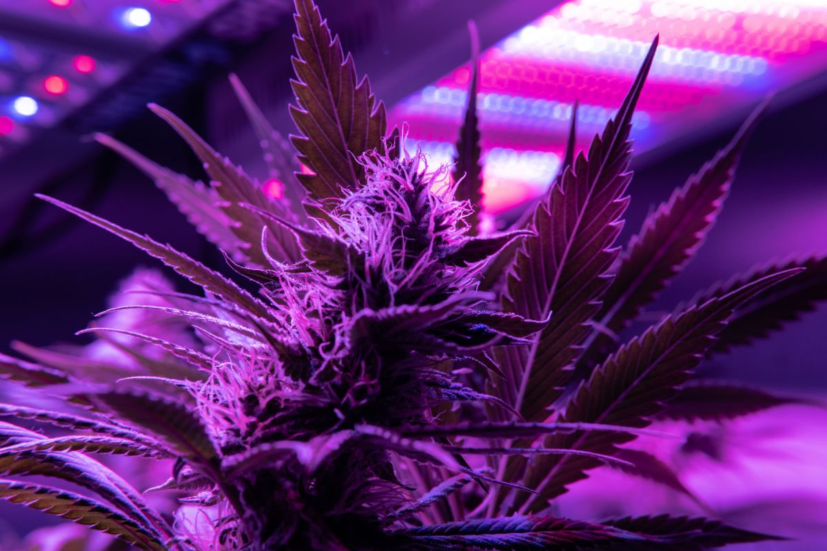 cannabis under LED.jpg
