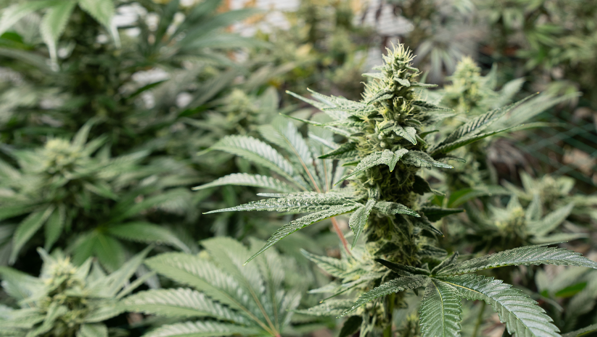 Canna feeding chart: cannaboost accelerator