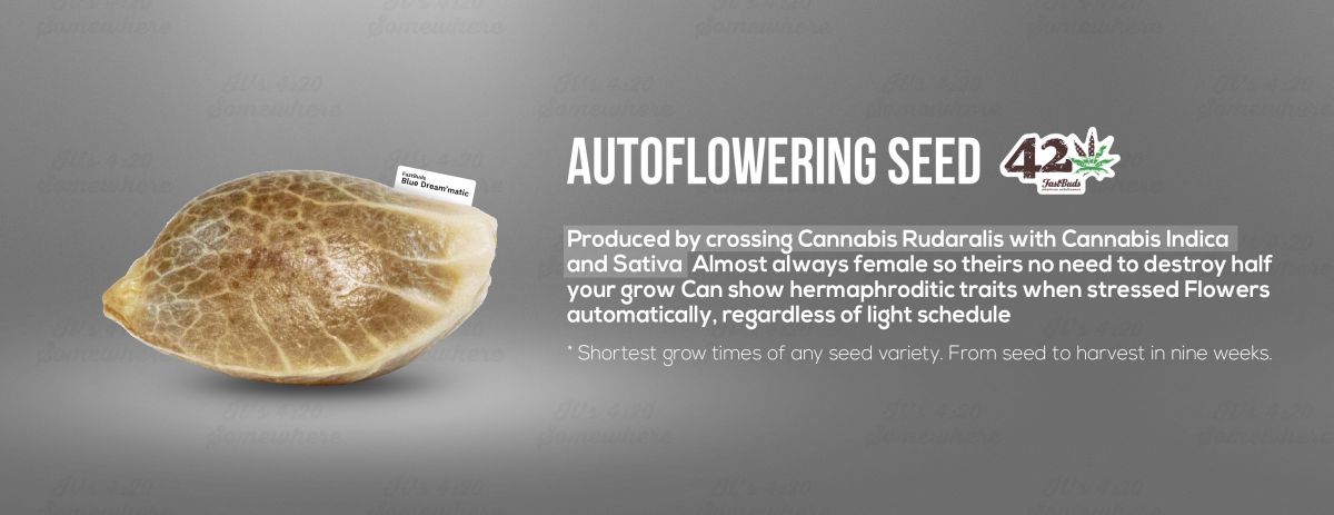 A summary of autoflowering cannabis seeds