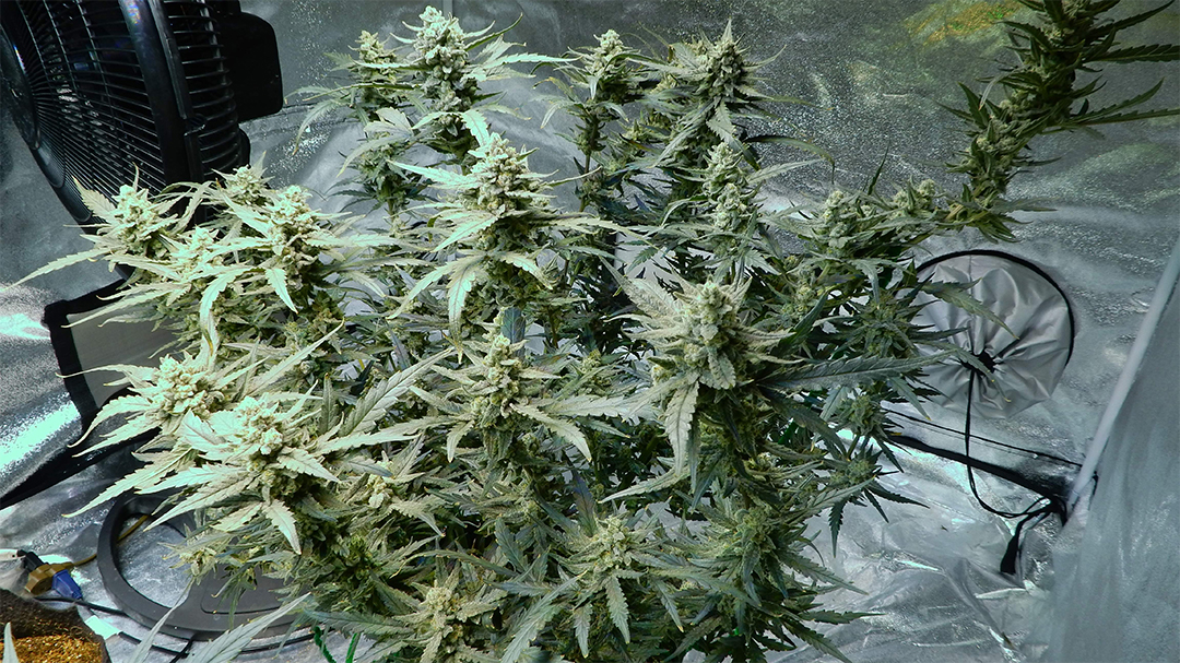 Fast Buds' Rhino Ryder Strain