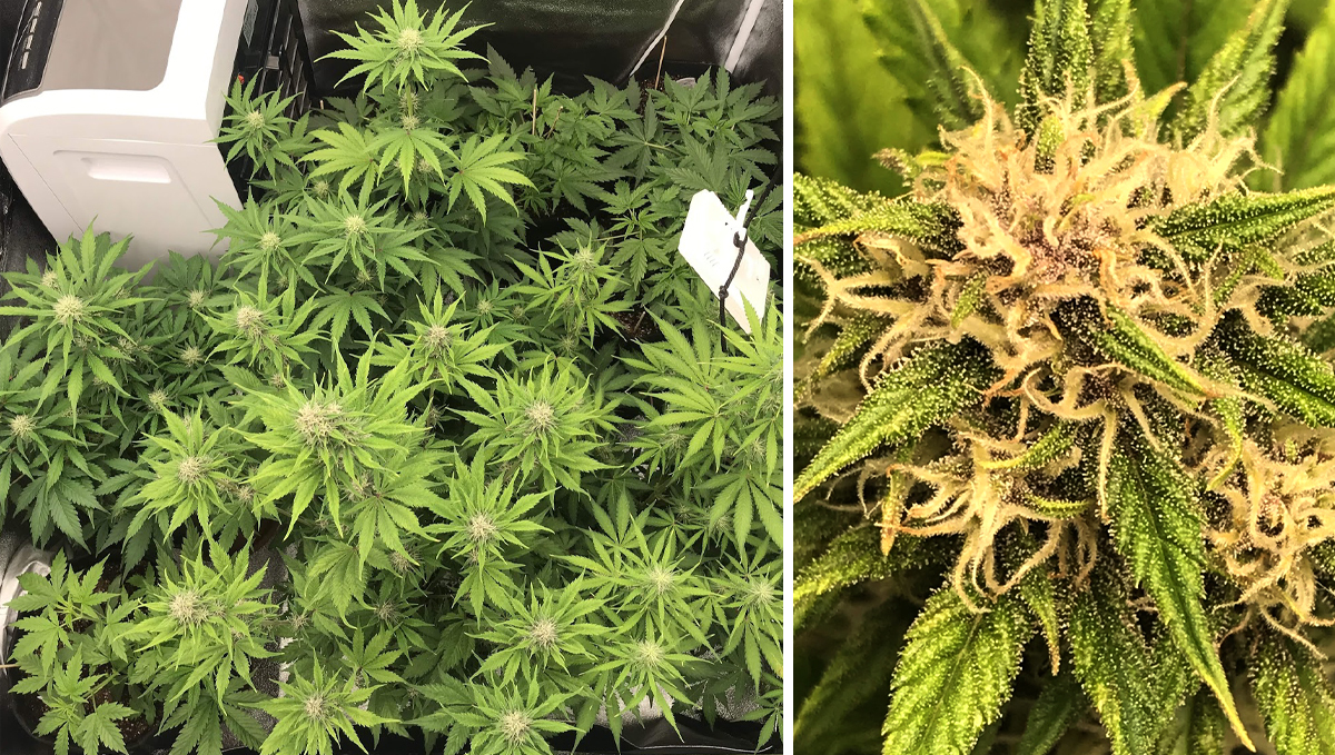 Northern Lights: week 7 Northern Lights: week 7