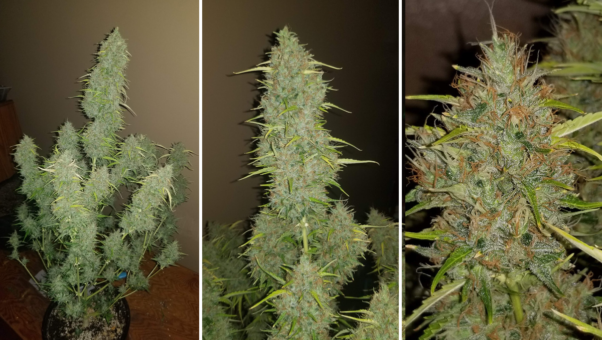 Jack Herer Auto: week 9