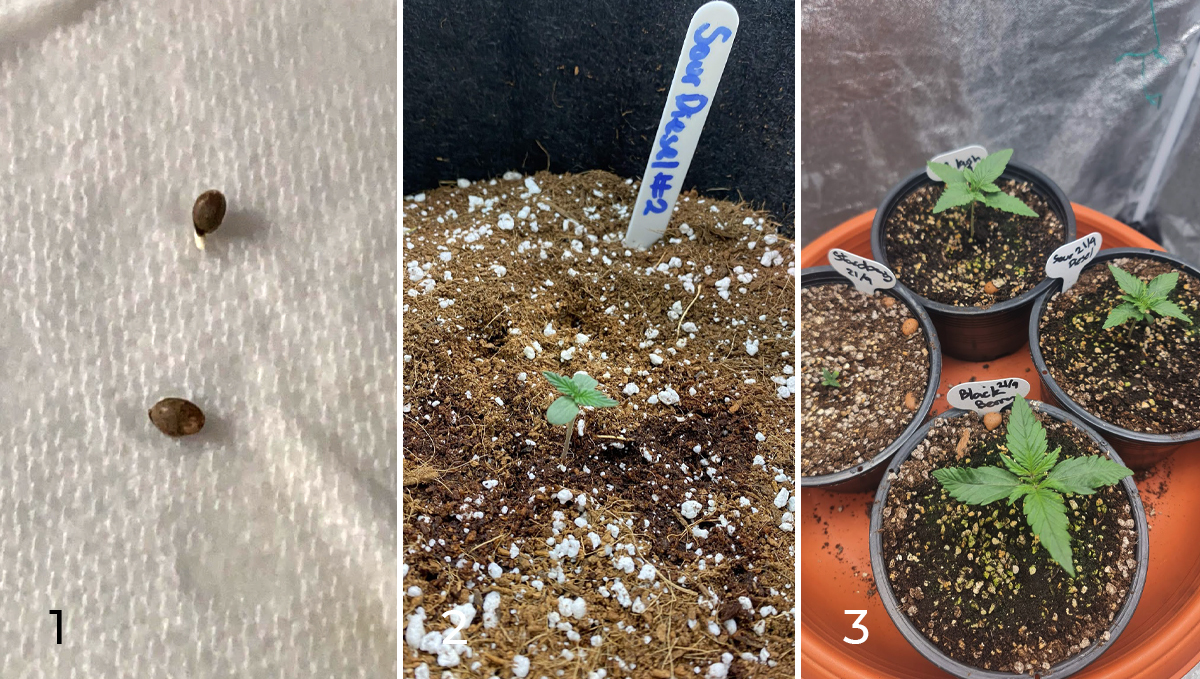 Sour diesel auto guide: week 1 Sour diesel auto guide: week 1