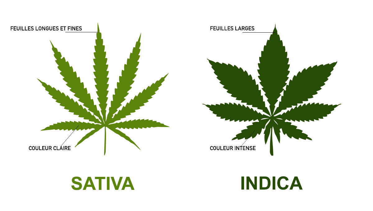Sativa Vs Indica: Feuilles
