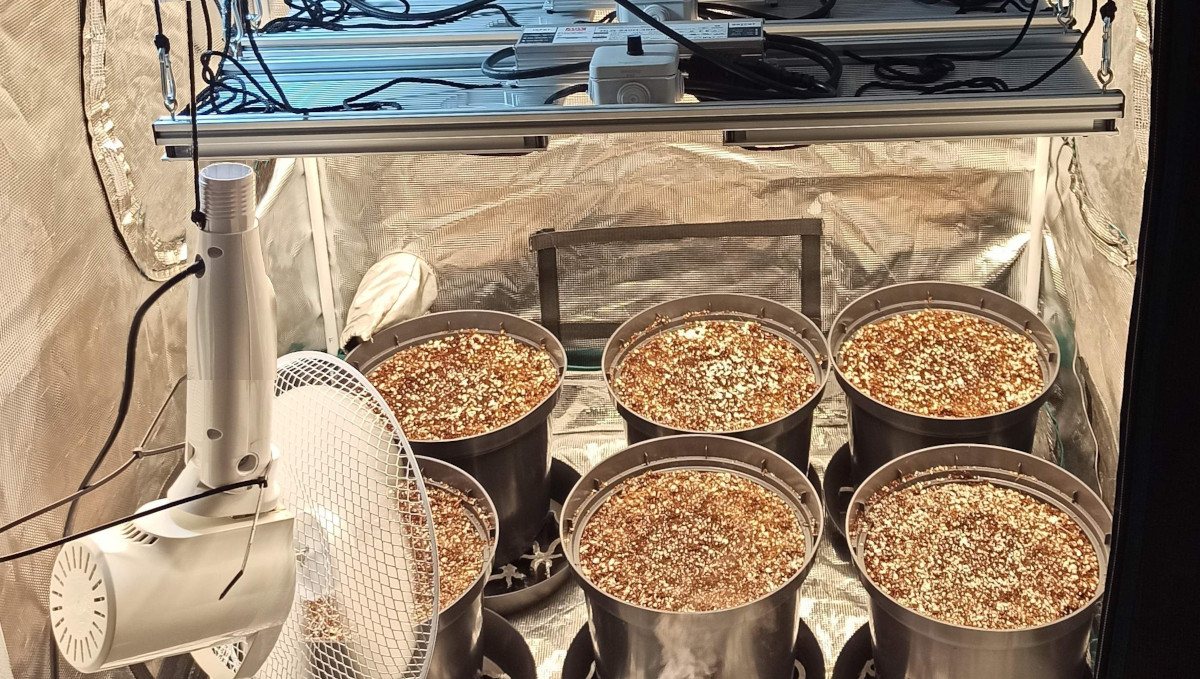 Strawberry Pie Auto Cannabis Strain Week-by-Week Guide: 6 plastic pots under LED quantum boards and an oscillating fan