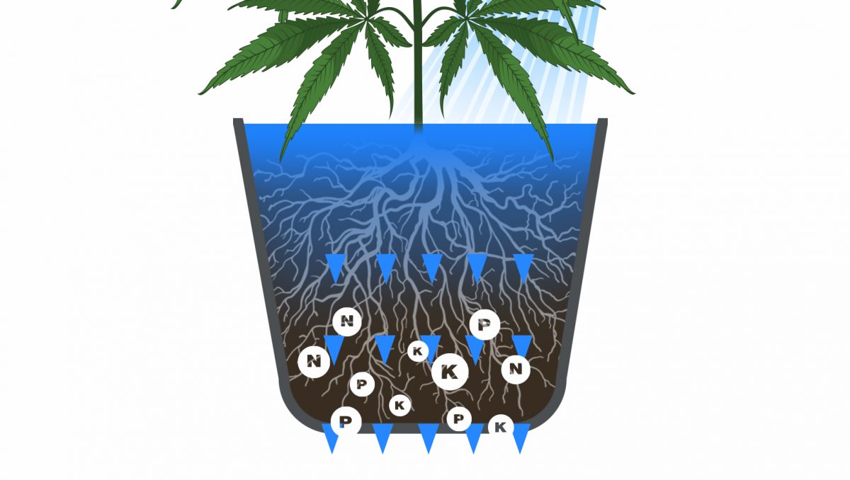 Colher a sua cannabis autoflorescente: flushing Colher a sua cannabis autoflorescente: flushing