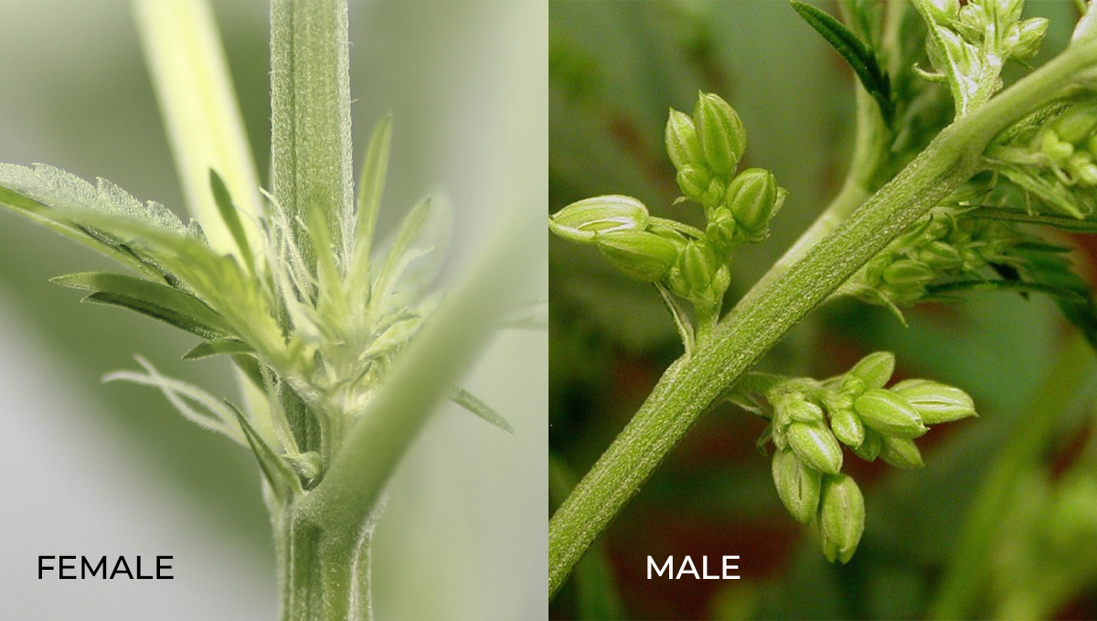Cannabis plants anatomy: female vs male