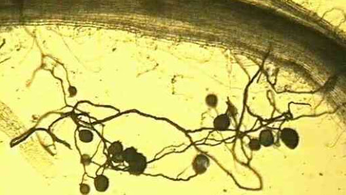 Cannabis and mycorrhizae: arbuscular fungi