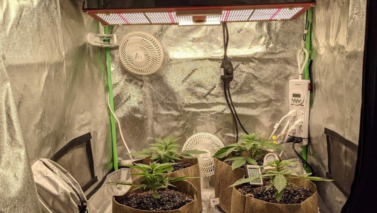 Gorilla Cookies Auto Cannabis Strain Week-by-Week Guide: A LED quantum board in a grow tent with 4 cannabis seedlings