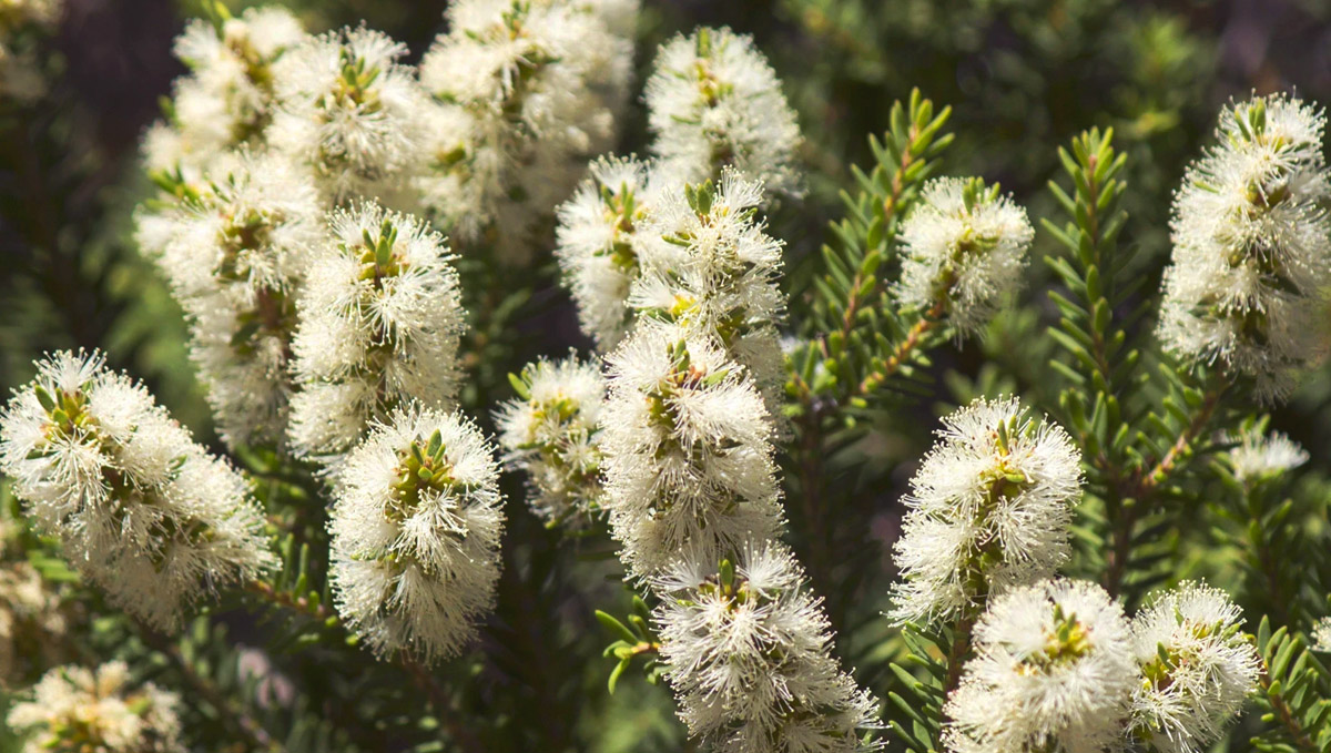 Tea tree oil is a traditional medicine treatment based on terpinolene terpenes.