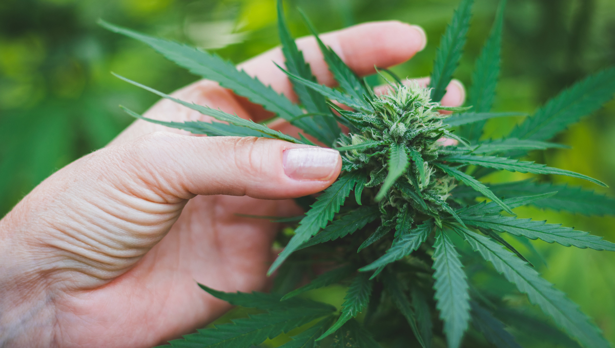 Plagron usage guide: additives Plagron usage guide: additives