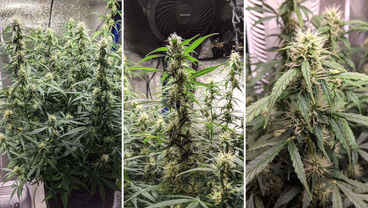 Sour diesel auto guide: week 7 Sour diesel auto guide: week 7