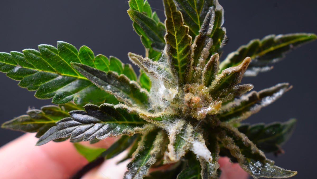 Mold On Cannabis Plants: All You Need To Know | Fast Buds