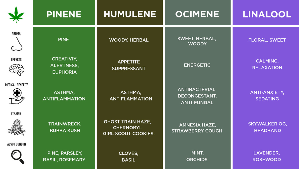 What are Terpenes and Their Effects in Cannabis | Fast Buds