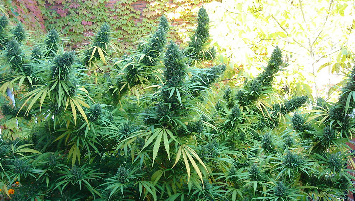 Super soil for cannabis plants: why make super soil Super soil for cannabis plants: why make super soil