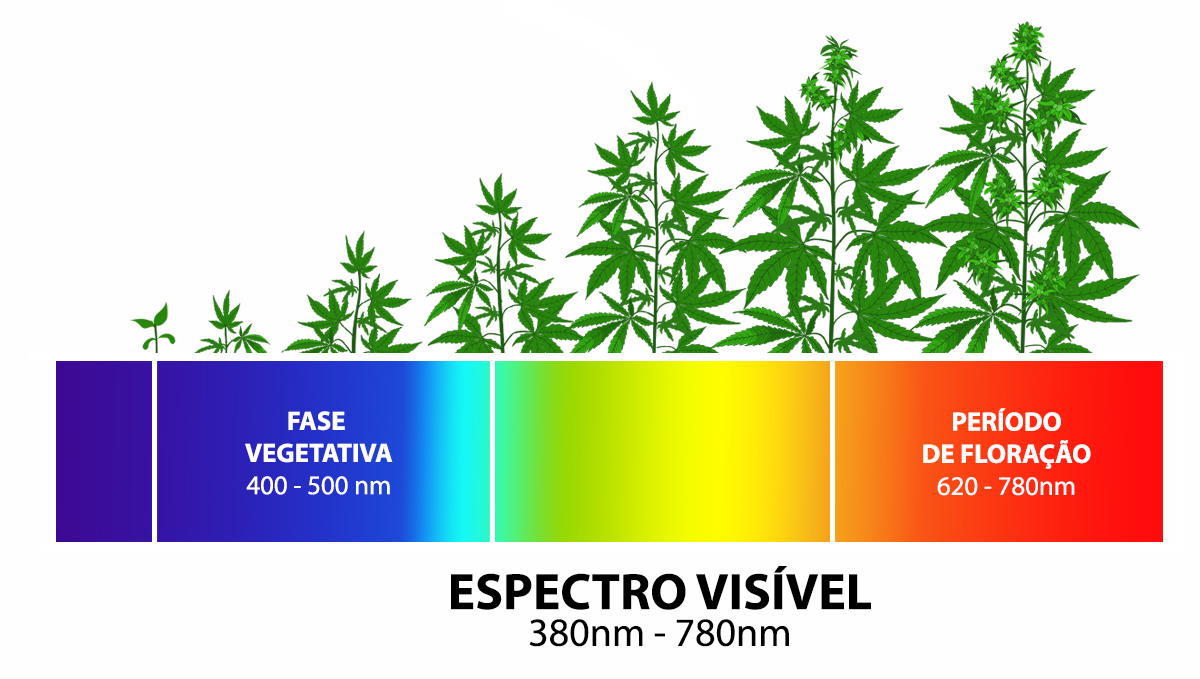 Cultivar autoflorescentes com LEDs: espectro da luz Cultivar autoflorescentes com LEDs: espectro da luz