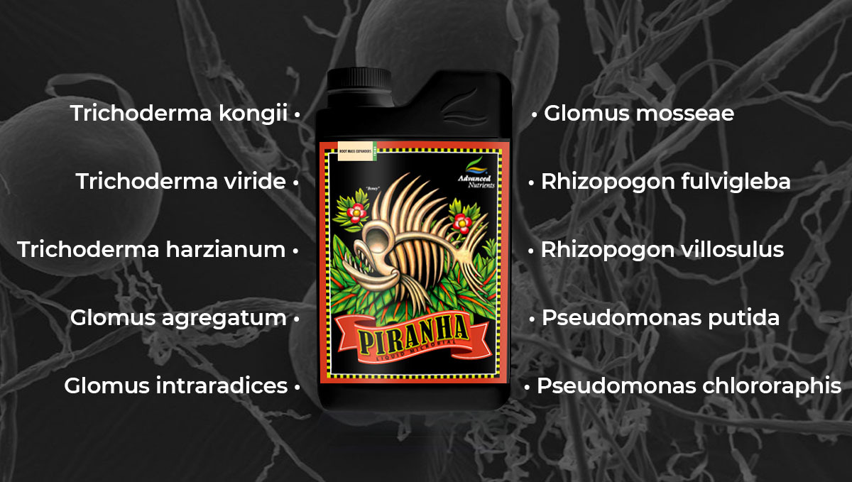 Advanced nutrients for autoflowers: piranha