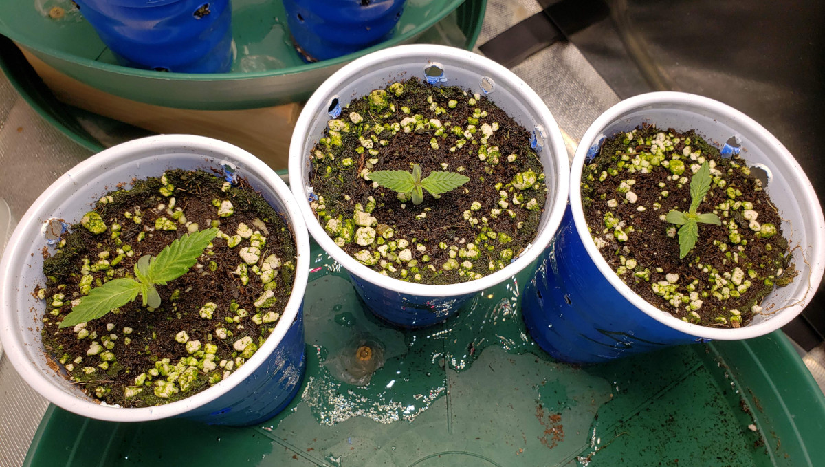 Strawberry Pie Auto Cannabis Strain Week-by-Week Guide: 3 autoflower seedlings in solo cups