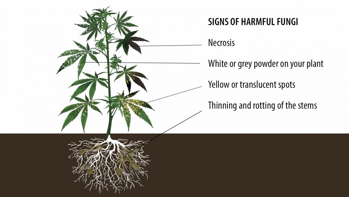 Benefits of microorganisms: signs of harmful fungi Benefits of microorganisms: signs of harmful fungi