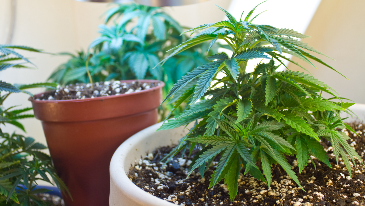 Atami feeding chart: pre-fertilized susbtrate