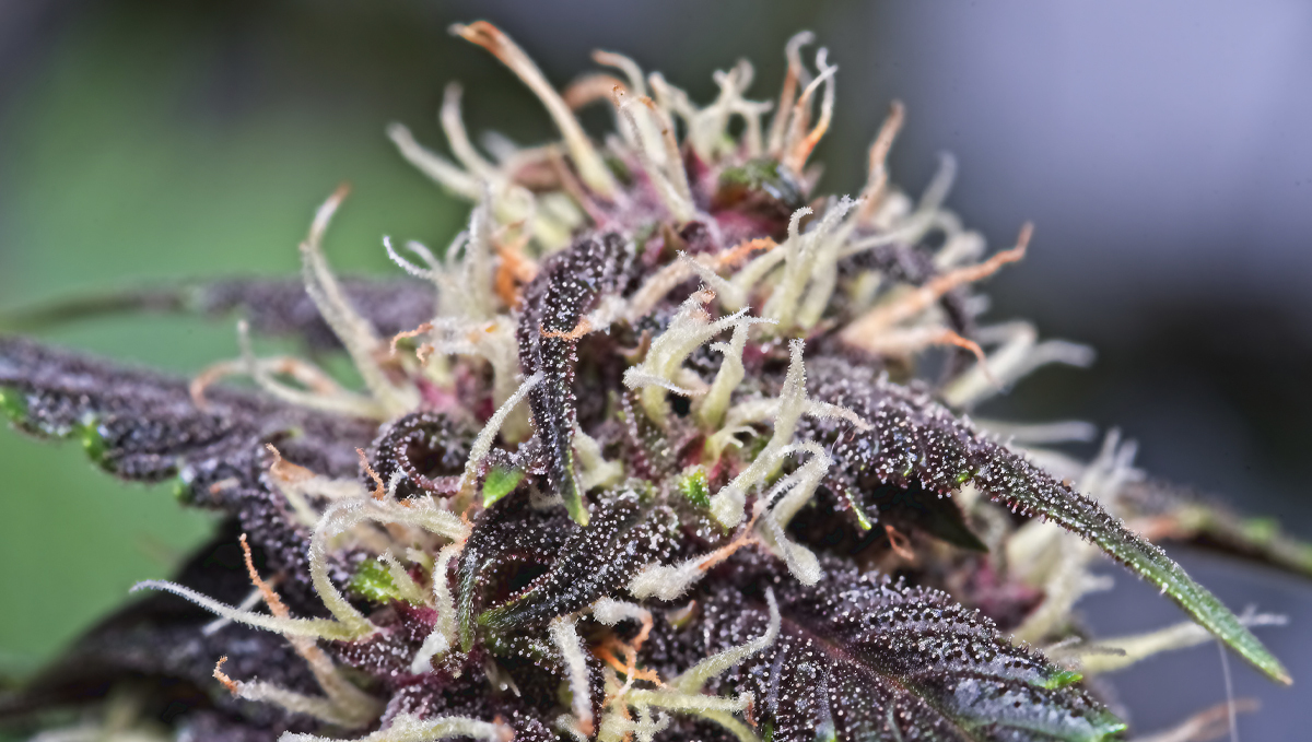 Cannabis Plants Anatomy From Seeds To Buds Fast Buds