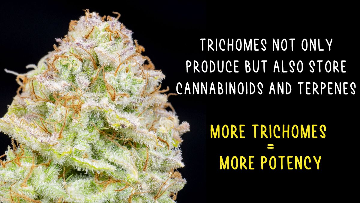 Are autos potent?: trichomes