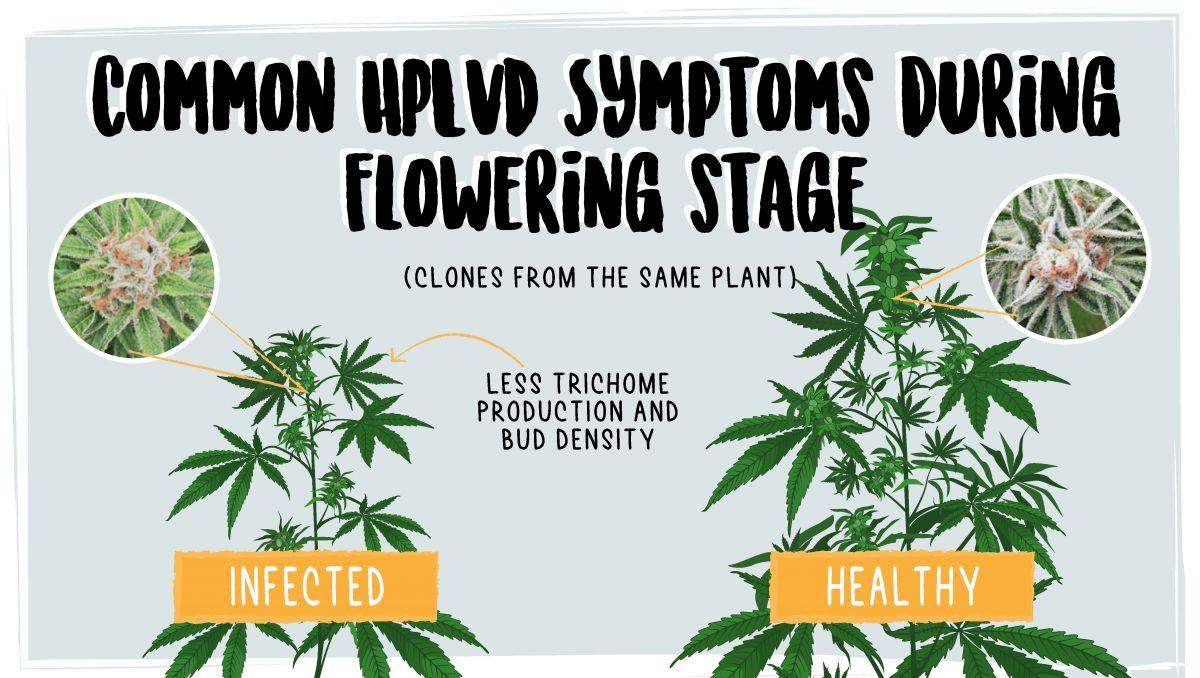 Hop latent viroid: symptoms in the flowering stage Hop latent viroid: symptoms in the flowering stage