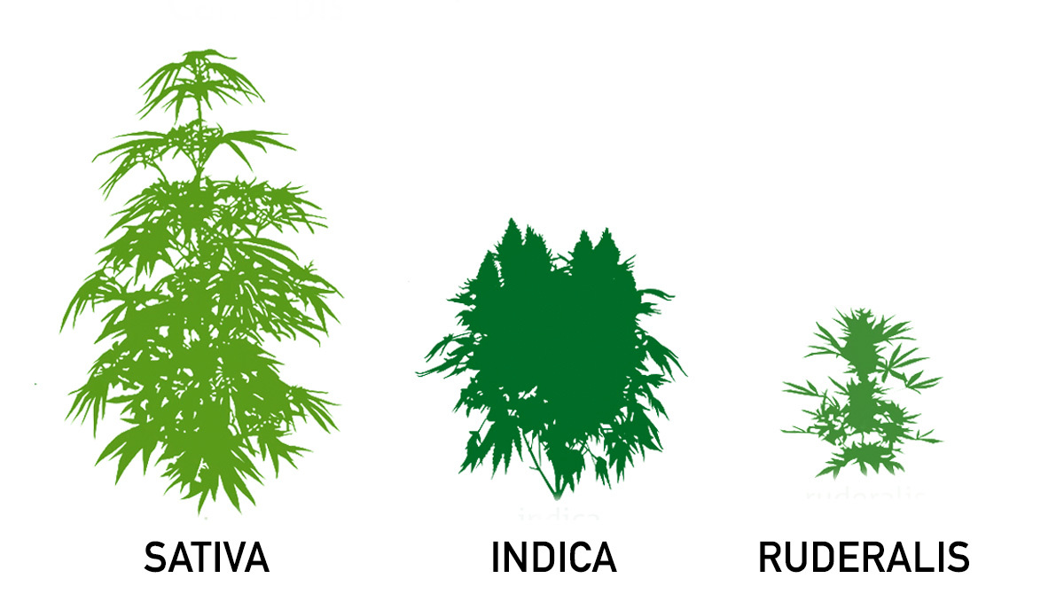 Difference between Sativa, Indica and Ruderalis