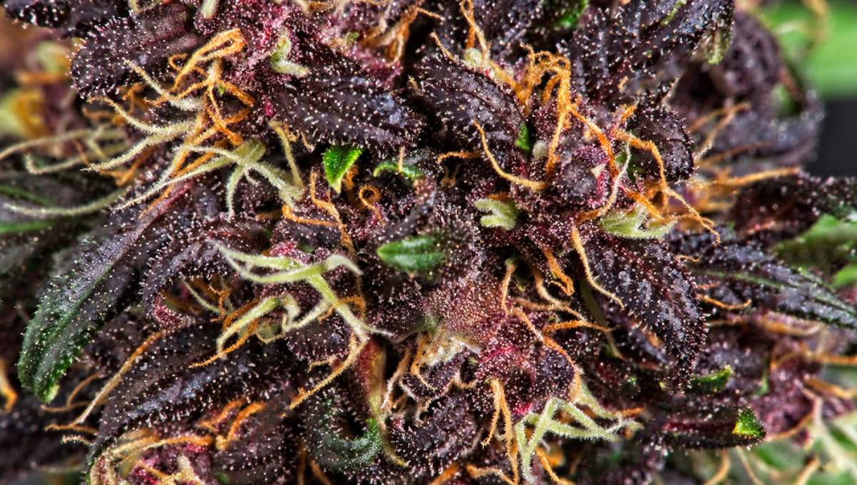 Why do cannabis turns purple?: genetics Why do cannabis turns purple?: genetics