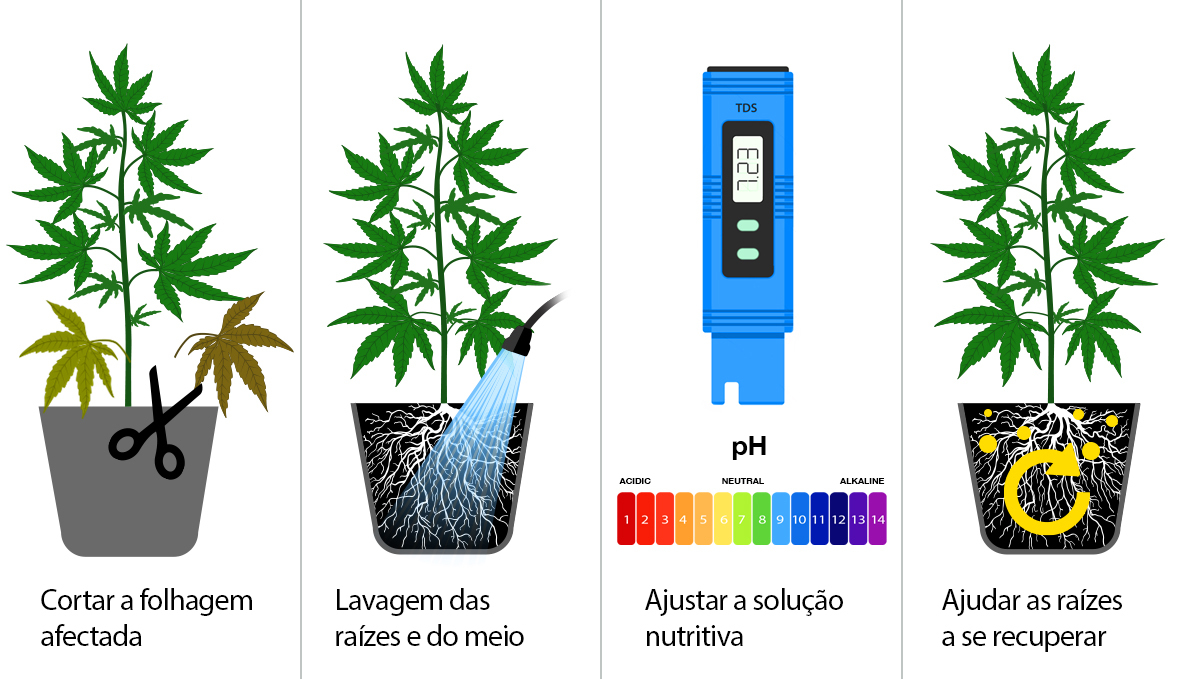 O que é a sobrealimentação: consertar a queimadura por nutrientes em 4 passos