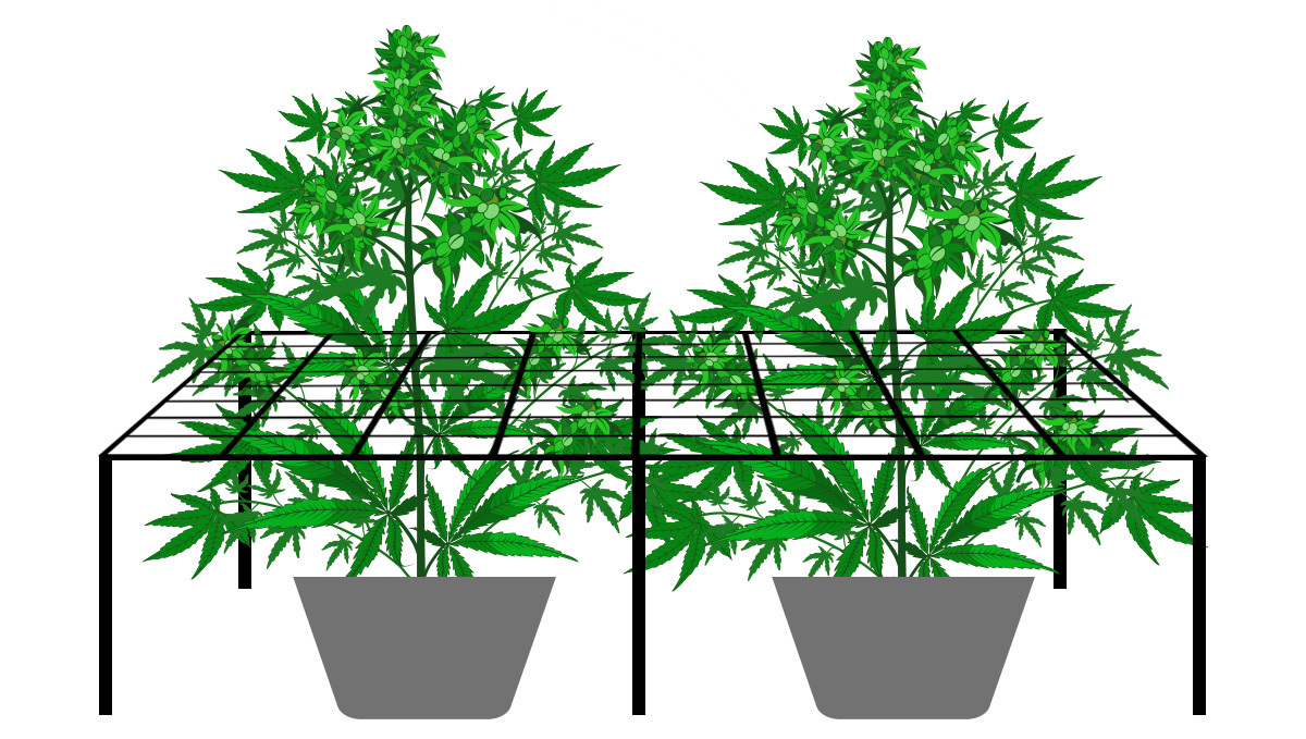 Trellis net supporting cannabis plants