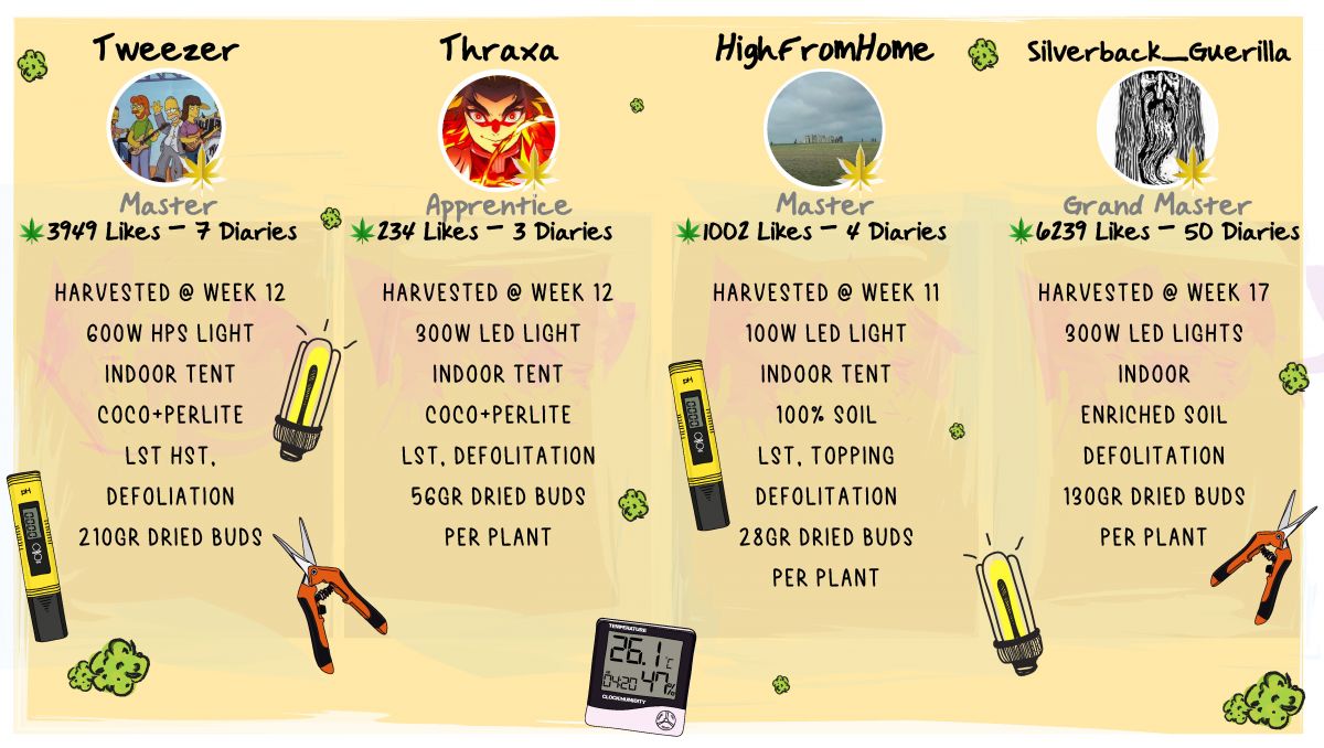 Strawberry Pie Auto Cannabis Strain Week-by-Week Guide: Outcome